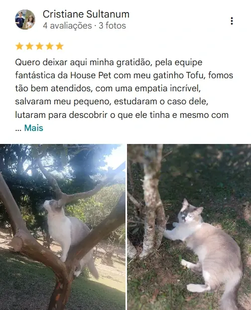Avaliação de cliente no Google sobre a House Pet