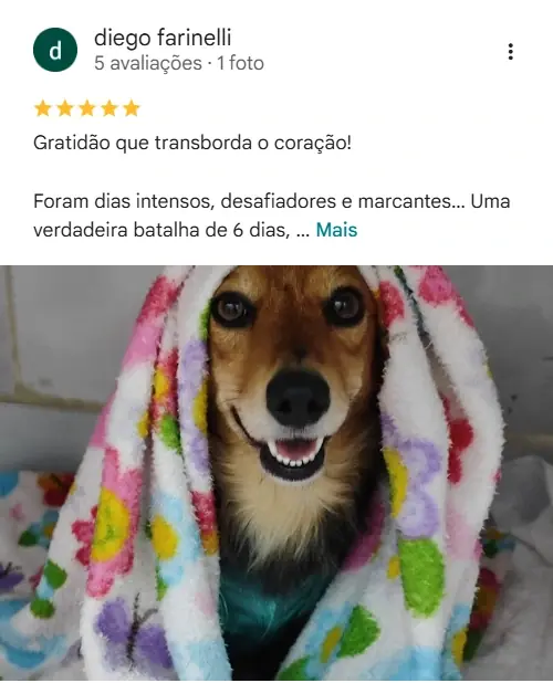 Avaliação de cliente no Google sobre a House Pet