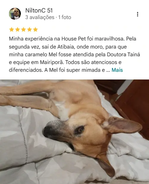Avaliação de cliente no Google sobre a House Pet