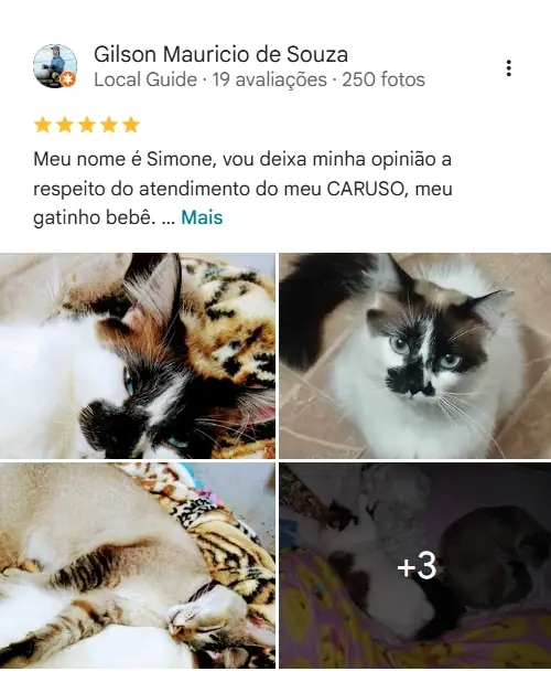 Avaliação de cliente no Google sobre a House Pet