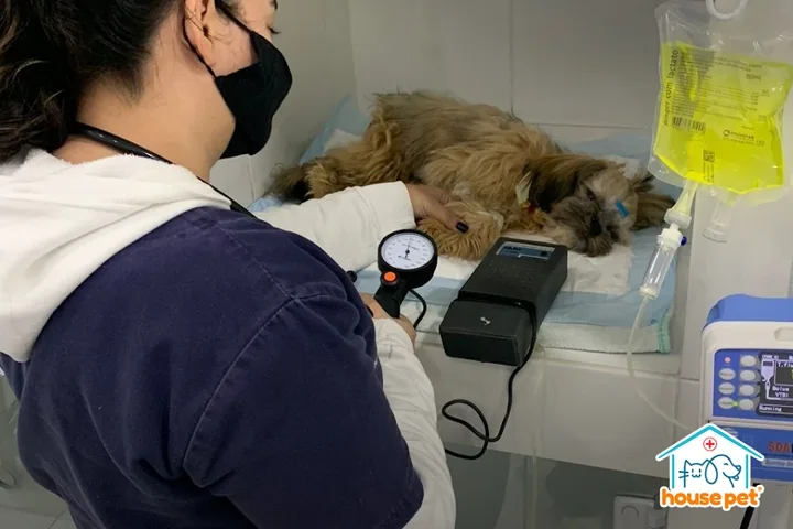 Veterinária monitorando um cão internado na House Pet