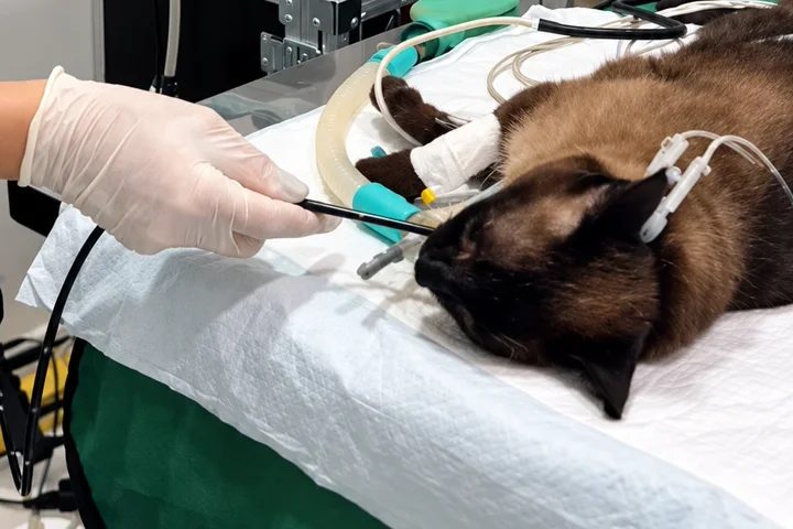 Endoscopia em um gato na House Pet